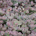 Sedum cauticola 'Lidacense'