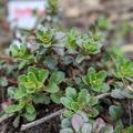 Sedum floriferum 'Weihenstephaner Gold', Sedum floriferum 'Weihenstephaner Gold'
