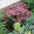 Sedum telephium 'Herbstfreude', Fetthenne, Fettblatt, Herbstbl�her, Staude