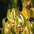 Selbstfruchtbare Minikiwi 'Super Issai', Actinidia arguta Traubenkiwi