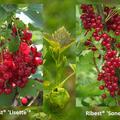 Selbstversorgerset 'Profiertrag' (4x Rote Johannisbeeren Ribest� 'Lisette'� & 4x Ribest� 'Sonette'�