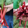 Selbstversorgerset Rhabarber 'Rot & Immer', Rhabarber 'Livingstone' und Rhabarber 'Redbarber'