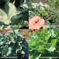 Selbstversorgerset Ewiger Kohl 'Alles Kohl oder was?' - Meerkohl Caramba� 'White, Meerkohl Caramba� 'Blue, Ewiger Kohl 'Taunton Deane' und Ewiger Kohl 'Daubenton's Green'