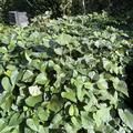 Selbstversorgerset S�sskartoffeln 'All in one', Ipomoea batatas