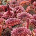 Sempervivum x cultorum 'Draco'