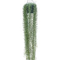Senecio blue pickle, Ampel, im 25cm Topf, H�he 160cm, Breite 30cm