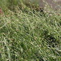 Sesleria caerulea (gen)