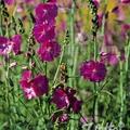 Sidalcea malviflora 'Partygirl', Staude, P�ppel