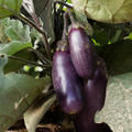 Aubergine Slim Jim BIO