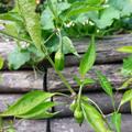 Snackpaprika 'Rela', Capsicum annuum 'Rela'