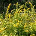 Solidago sphacelata 'Golden Fleece', Gefleckte Goldrute