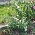 Sommerflieder 'White Bouquet', Buddleja davidii 'White Bouquet'