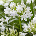 Agapanthus 'Ever White', Schmucklilie 'Ever White'