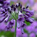 Agapanthus 'Poppin Purple', winterharte Schmucklilie