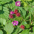 Allackerbeere 'Beata', Rubus arcticus