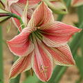 Hippeastrum 'Exotic Star'�