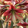 Hippeastrum 'Mystica'�