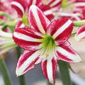 Hippeastrum 'Santiago'�