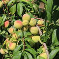 Aromapfirsich Veroma� Bello (Prunus mira-Hybride)