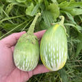 Aubergine 'Green Blitz', Solanum melongena