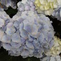 Hortensie Everbloom 'Blue Wonder'