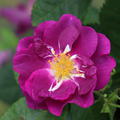 Beetrose 'Rhapsody in Blue'�