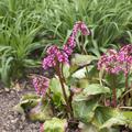 Bergenia cordifolia 'Admiral' Bergenie 'Admiral'