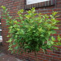 Blasenspiere Hochstamm 'Tiny Wine Gold', Physocarpus opulifolius 'Tiny Wine Gold'