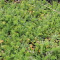 Garten-Kamille 'Treneague'