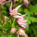 Clematis, Waldrebe 'Pink Flamingo' Clematis alpina 'Pink Flamingo'