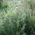 Deschampsia 'Palava' (Deschampsia cespitosa 'Palava')
