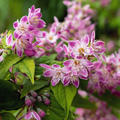 Deutzia 'Strawberry Fields'_Bl�te, Deutzie, Hinrichs, XXL Pflanzen