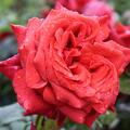 Edelrose 'Terracotta'�