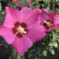Hibiskus, Eibisch 'Woodbridge' (Hibiscus syriacus 'Woodbridge')