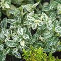 Euonymus fortunei 'Harlequin', immergr�ner Spindelstrauch