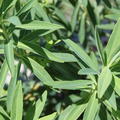 Euphorbia palustris