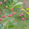 Europ�isches Pfaffenh�tchen, Euonymus europaeus