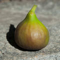 Feigenbaum Bornholm D�nemark