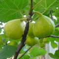 Feigenbaum Gustis� Ariane, Ficus carica