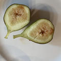 Feigenbaum 'Osborn Prolific'