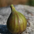 Feigenbaum Rosso Striato, Sommerfeige