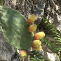Feigenkaktus Opuntia Lubera