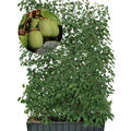 Hecke am laufenden Meter�, Fertighecke Fruchthecke Minikiwi 'Geneva', Actinidia arguta, 120x180cm