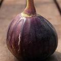 Fruchtfeige Early Violet Lubera