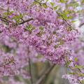 Fr�hlingskirsche Fukubana 