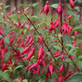 Fuchsia magellanica 'Bernisser Hardy', Fuchsie, Staude, Bl�tenstrauch