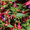 Fuchsia magellanica 'Tom Thumb', Fuchsie, Staude, Bl�tenstrauch