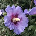 Hibiskus, Eibisch 'Marina' (Hibiscus syriacus 'Marina')
