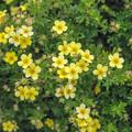 Potentilla fruticosa, Fingerstrauch gelb bl�hend