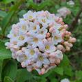 Bl�te Grossblumiger Duft-Schneeball